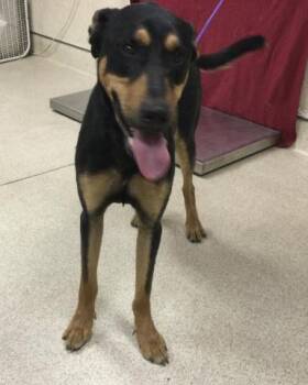 Doberman Pinscher and Mixed Breed Dogs Available for Adoption - BUCKAROO | PetCurious
