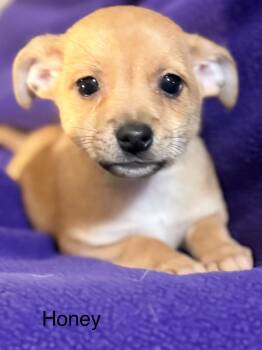Chihuahua Dogs Available for Adoption in Modesto, California - Honey | PetCurious