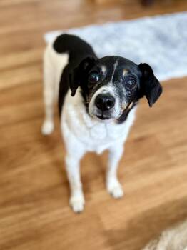 Rescue Jack Russell Terrier and Rat Terrier Dogs for Adoption in Orland Park, Illinois - Jax | PetCurious