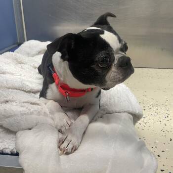 Stella -  Boston Terrier Dog Available for Adoption in Peconic, New York - Stella | PetCurious