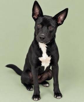 Liberty -  Mixed Breed Dog for Adoption in Gulfport, Mississippi - Liberty | PetCurious