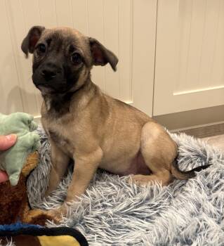 Pug Dogs Available for Adoption - Pookie | PetCurious