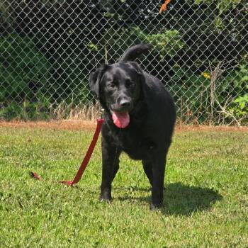 Ace -  Labrador Retriever and Golden Retriever Dog for Adoption in Barron, Wisconsin - Ace | PetCurious