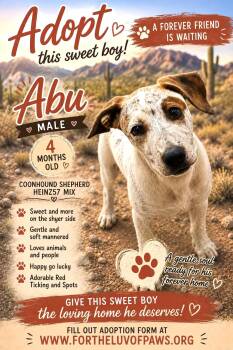 Abu -  Coonhound Dog for Adoption in Golden Valley, Arizona - Abu | PetCurious