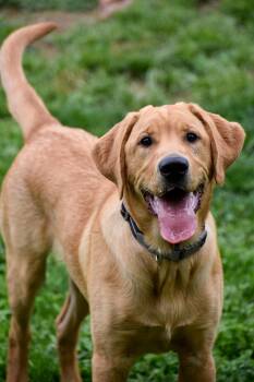Yellow Labrador Retriever Dogs Available for Adoption in Indianapolis, Indiana - Leo | PetCurious