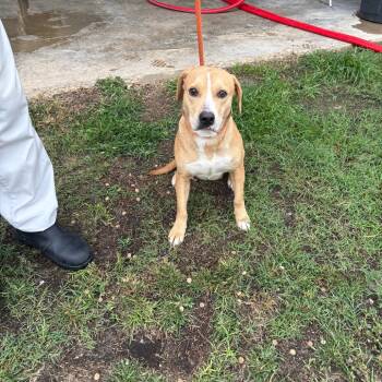 Rescue American Bulldog Dogs for Adoption in Sylvania, Georgia - Margarine | PetCurious