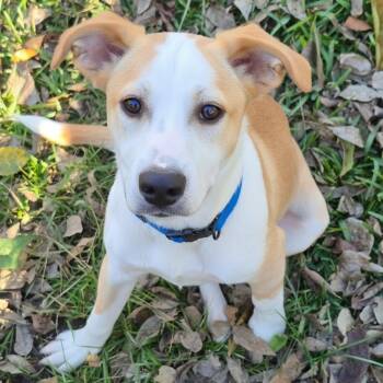 Labrador Retriever Dogs Available for Adoption - Milo | PetCurious