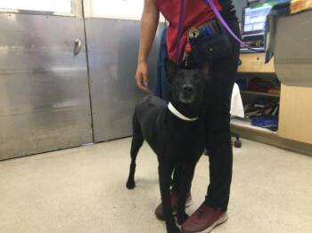 DAWN -  Belgian Shepherd Malinois and Mixed Breed Dog for Adoption in Riverside, California - DAWN | PetCurious