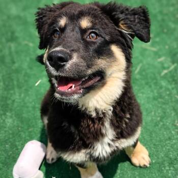 German Shepherd Dog Dogs Available for Adoption in Gainesville, Texas - Creek | PetCurious