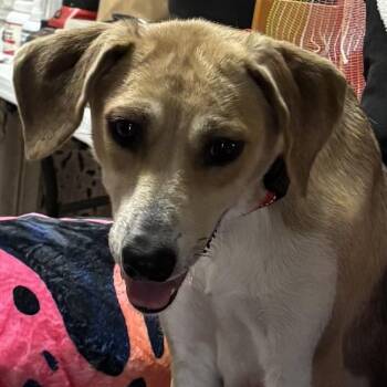 Foxhound Dogs Available for Adoption in Andover, Massachusetts - Cookie | PetCurious