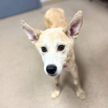 Shiba Inu and Mixed Breed Dogs Available for Adoption in Aurora, Colorado - GERTIE | PetCurious