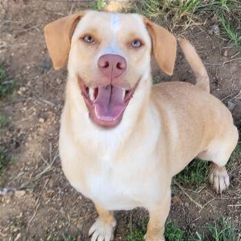 Ms. New Booty in NH. Come Meet our Adoptable Dogs Wednesday-Satu -  Labrador Retriever Dog for Adoption in Manchester, New Hampshire - Ms. New Booty In NH. Come Meet Our Adoptable Dogs Wednesday-Satu | PetCurious