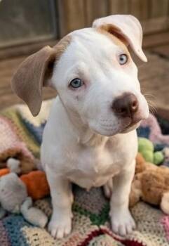 Jewel -  Labrador Retriever and Boxer Dog for Adoption in Batesville, Arkansas - Jewel | PetCurious