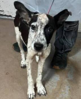 Cinco -  Mixed Breed Dog for Adoption in West Chester, Pennsylvania - Cinco | PetCurious