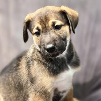 Shepherd and Boxer Dogs Available for Adoption in San Diego, California - Chicago Pup - Bears | PetCurious