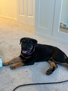 Rottweiler Dogs Available for Adoption in Lodi, California - Letty | PetCurious