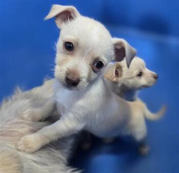 Mixed Breed Dogs Available for Adoption in Dallas, Texas - ROSARIO | PetCurious