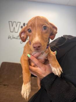 Chihuahua Dogs Available for Adoption in Marion, Ohio - McChicken | PetCurious