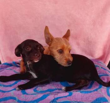 Yorkshire Terrier Dogs Available for Adoption - Sadie ( Black Female) Snickers (tan Male) | PetCurious
