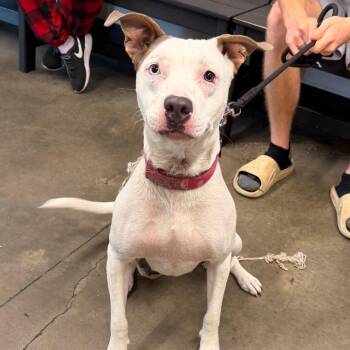 Shugga (Luna) -  Terrier Dog for Adoption in Tampa, Florida - Shugga (Luna) | PetCurious