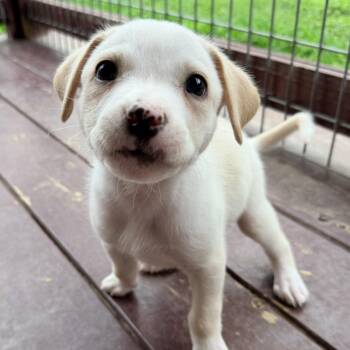 Terrier Dogs Available for Adoption in Bulverde, Texas - Brooks | PetCurious