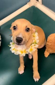 Monica -  Terrier and Mixed Breed Dog for Adoption in Honolulu, Hawaii - Monica | PetCurious