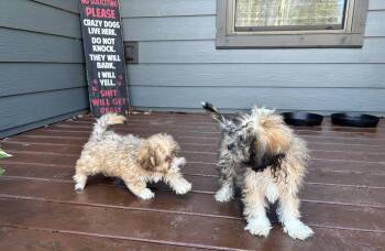 Shih Tzu and Poodle Dogs Available for Adoption - Shih-poo Puppies! | PetCurious