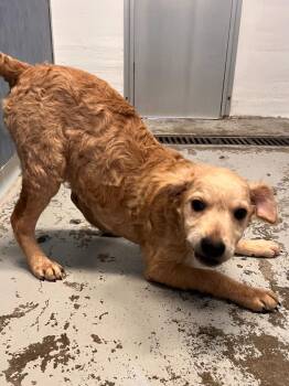 Poodle Dogs Available for Adoption in Los Angeles, California - Vito | PetCurious