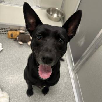 Akira -  Mixed Breed Dog for Adoption in Oak Brook, Illinois - Akira | PetCurious