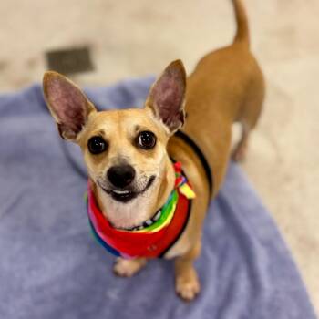 Bobby Mack -  Mixed Breed Dog for Adoption in New York, New York - Bobby Mack | PetCurious
