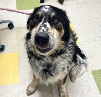 Australian Shepherd Dogs Available for Adoption in Sioux City, Iowa - Teddy Bear | PetCurious