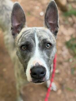 Mixed Breed Dogs Available for Adoption in Charlotte, North Carolina - CHERRY | PetCurious