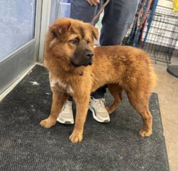 Mixed Breed Dogs Available for Adoption in Dallas, Texas - ALEXIS | PetCurious