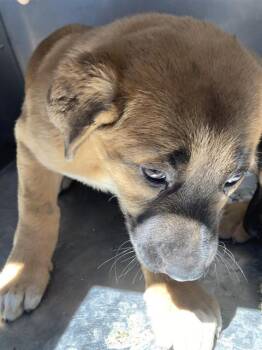 CHOMBY -  Mixed Breed Dog for Adoption in Dallas, Texas - CHOMBY | PetCurious