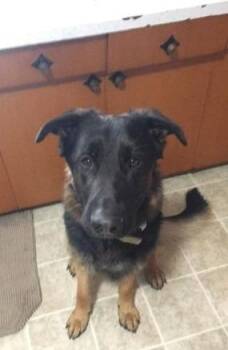 German Shepherd Dog Dogs Available for Adoption - Cecil | PetCurious