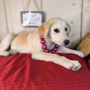 Petal -  Golden Retriever and Yellow Labrador Retriever Dog for Adoption in Atlanta, Texas - Petal | PetCurious