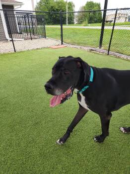 Tank -  Great Dane Dog for Adoption in Westville, Indiana - Tank | PetCurious