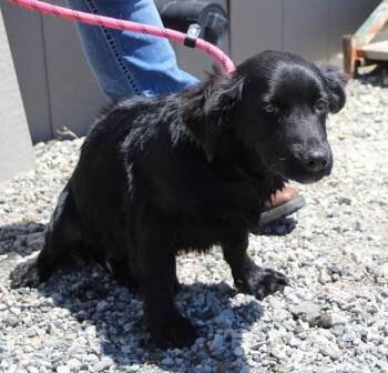 Spaniel and Mixed Breed Dogs Available for Adoption in Vacaville, California - Fletcher | PetCurious
