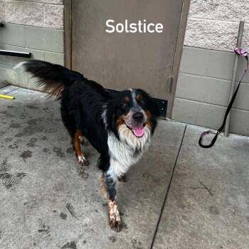 Soltice -  Australian Shepherd and Mixed Breed Dog for Adoption in Jacksboro, Tennessee - Soltice | PetCurious