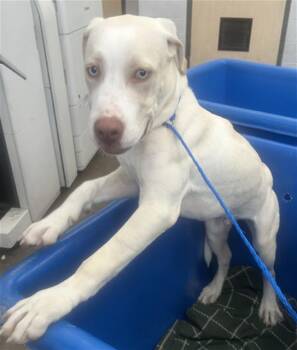 Rescue Mixed Breed Dogs for Adoption in Dallas, Texas - CAMPOS | PetCurious