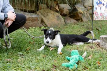 Rescue Border Collie and Rough Collie Dogs for Adoption in Chester Springs, Pennsylvania - Winifred | PetCurious