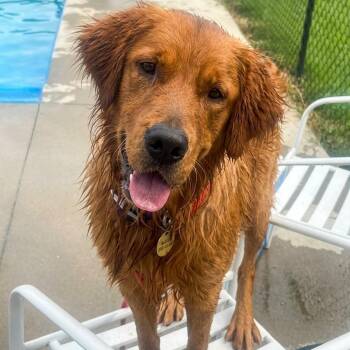 BEN -  Golden Retriever Dog for Adoption in Louisville, Kentucky - BEN | PetCurious