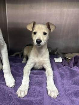Terrier and Mixed Breed Dogs Available for Adoption in Honolulu, Hawaii - Sailor | PetCurious