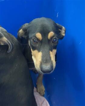 ANGE -  Mixed Breed Dog for Adoption in Dallas, Texas - ANGE | PetCurious