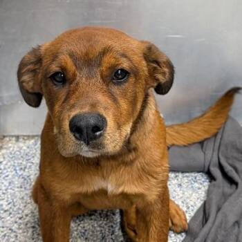 Shepherd and Mixed Breed Dogs Available for Adoption in Greenville, South Carolina - Thai | PetCurious