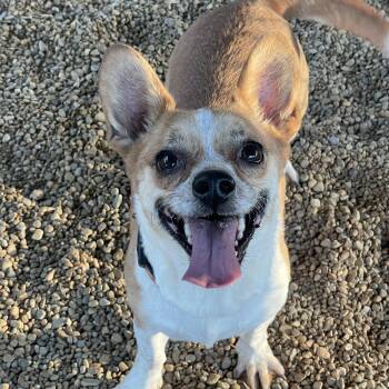 Baby Girl -  Corgi Dog for Adoption in Lacon, Illinois - Baby Girl | PetCurious