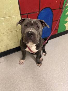 Pit Bull Terrier and Mixed Breed Dogs Available for Adoption - BEEF | PetCurious