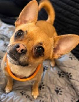 Nacho -  Chihuahua Dog for Adoption - Nacho | PetCurious