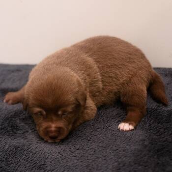 Mixed Breed Dogs Available for Adoption in Chapel Hill, North Carolina - Titiana | PetCurious