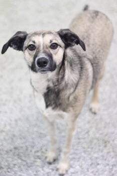 Chihuahua and Beagle Dogs Available for Adoption - Bravery In NH! Come Meet Our Adoptable Dogs Wednesday-Saturday.  | PetCurious